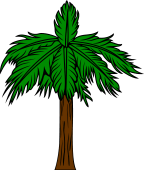 Palm Tree