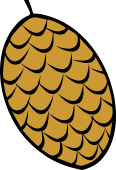 Pine Cone