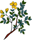 Rue or Herb of Grace (Branch)