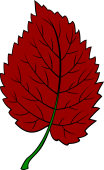 Mulberry Leaf