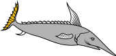 Swordfish