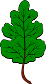 Oak Leaf