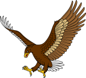 Eagle Attacking