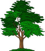 Cedar Tree