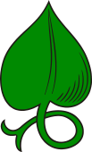 Linden Leaf Stem Embowed-Fitched