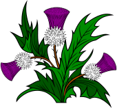 Thistle Plant