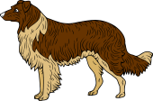 Collie