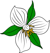 Trillium Flower