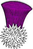 Thistle Flower