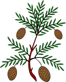 Pine or Fir Branch Fructed