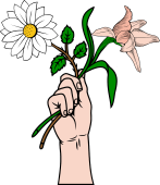 Hand Holding Daisy-Orchid