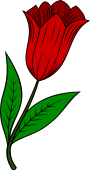 Tulip Stalked-Leaved