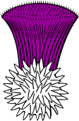 Thistle Flower