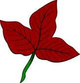 Maple Leaf (European)