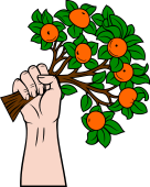 Hand Holding Orange Tree