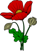 Poppy