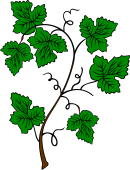 Vine (Plain)