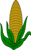 Ear of Corn