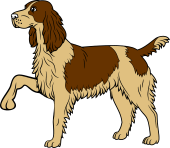 Spaniel Passant