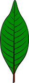 Walnut Leaf