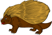 Porcupine Statant