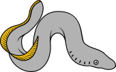 Lamprey