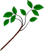 Rose Branch 2