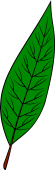 Bay Leaf