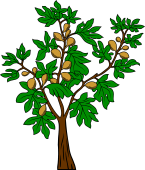 Fig Tree